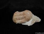 Cute Illaenus Oblongatus Trilobite - D #468-3